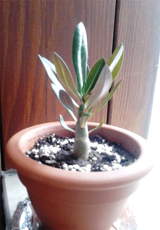 adenium100